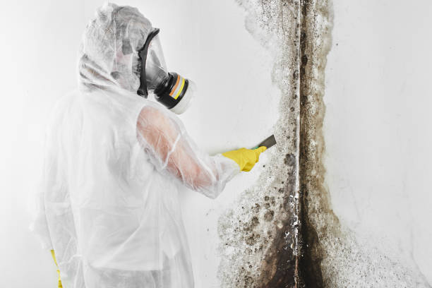 Best Home Mold Removal  in Crossville, AL