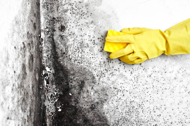 Best Mold Damage Repair  in Crossville, AL