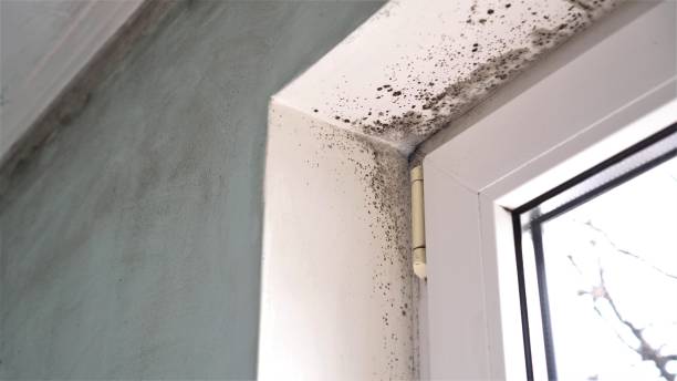 Best Commercial Mold Removal  in Crossville, AL