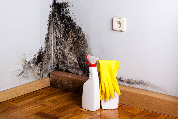Best Black Mold Removal  in Crossville, AL