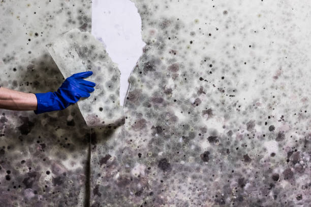 Best Residential Mold Removal  in Crossville, AL