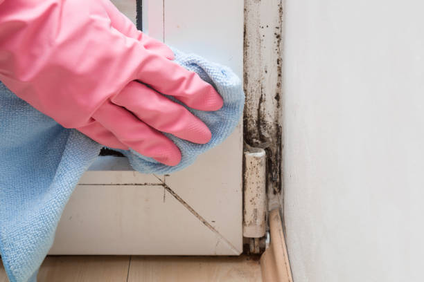 Best Affordable Mold Removal  in Crossville, AL