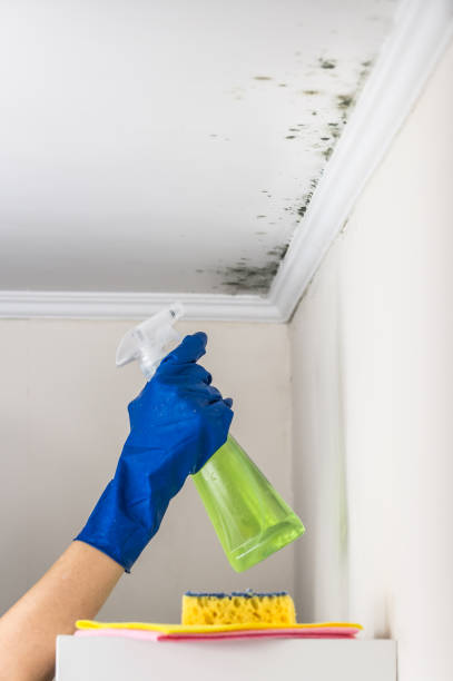 Best Fast Mold Removal  in Crossville, AL