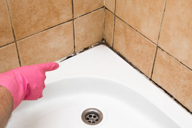 Best Same-Day Mold Removal  in Crossville, AL